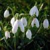 Snowdrops100.jpg