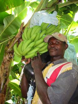 Fairtrade banana producer